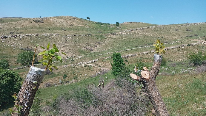 Yabani Alıçlar, Ekonomiye Kazandırılıyor